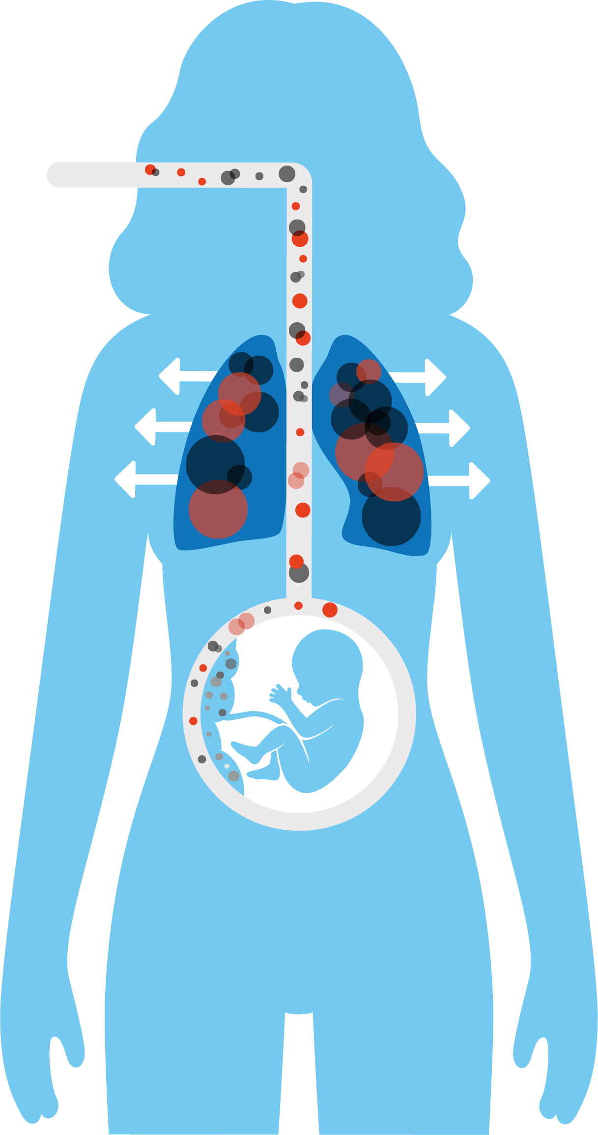 Maternity Lungs pic
